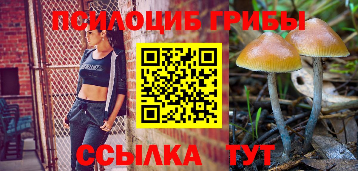 Галлюциногенные грибы Cubensis Черняховск